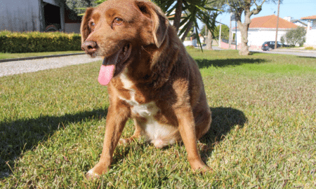 Bobi The Oldest Living Dog By Catarina Demony