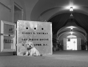Feller, A 5-Week Old Cocker Spaniel Puppy Was Delivered To President Truman In A Giant Silver Crate.