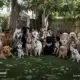 Photo Of Over 30 Dogs At A Dog Birthday Party